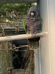 Deroptyus accipitrinus