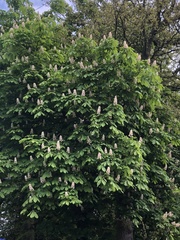 Aesculus hippocastanum