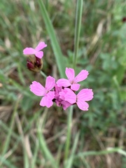 Dianthus pontederae