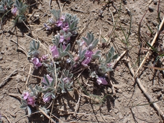 Astragalus tridactylicus