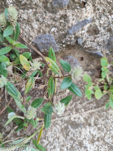 Gomphrena serrata image