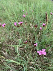 Dianthus pontederae