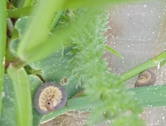 Monostegia abdominalis