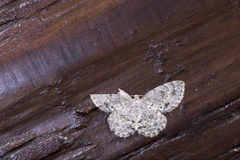 Dischidesia cinerea