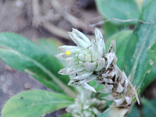 Gomphrena serrata image