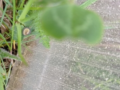 Monostegia abdominalis