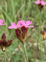 Dianthus pontederae
