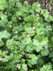Geranium lucidum