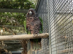 Deroptyus accipitrinus