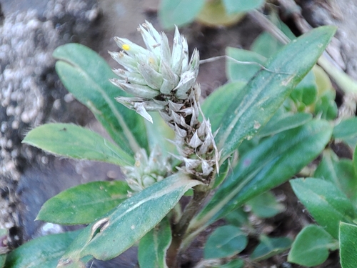 Gomphrena serrata image