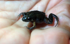 Crinia parinsignifera