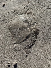 Aequorea forskalea