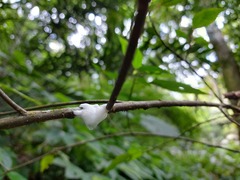 Okiscarta