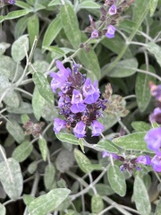 Salvia officinalis