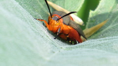 Eichlinia grande