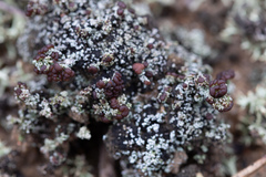 Stereocaulon condensatum