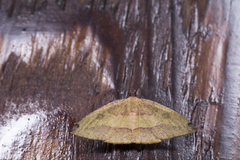 Heterolocha coccinea