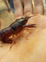 Procambarus seminolae