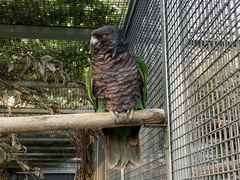 Deroptyus accipitrinus