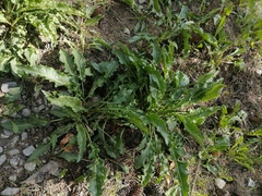 Rumex