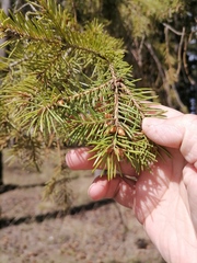 Picea obovata