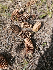 Picea obovata