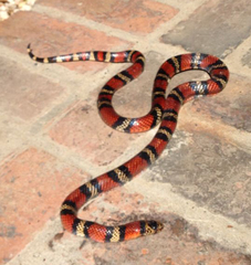 Lampropeltis micropholis