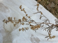 Artemisia vulgaris