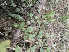 Glechoma hederacea
