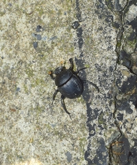 Paragymnopleurus melanarius