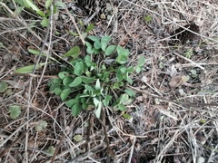 Trifolium pratense