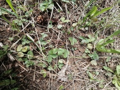 Fragaria vesca