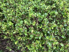 Viburnum taitoense