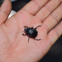 Paragymnopleurus melanarius