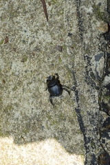 Paragymnopleurus melanarius