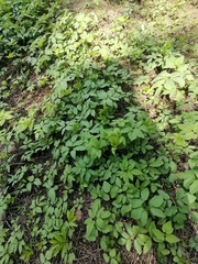 Aegopodium podagraria