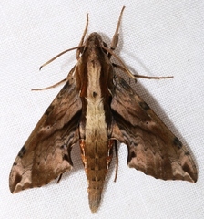 Eupanacra mydon