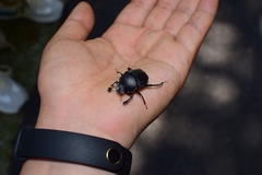 Paragymnopleurus melanarius