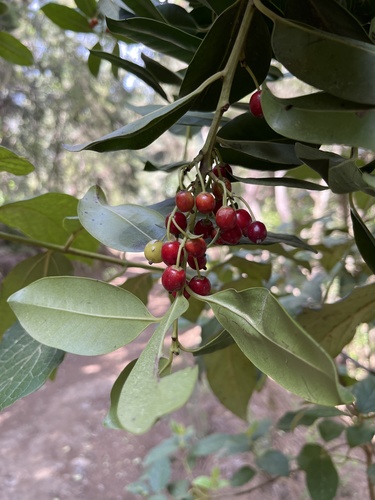 Aquifoliaceae image