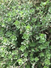 Thymus × citriodorus