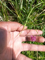 Trifolium burchellianum