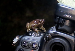 Metaphrynella pollicaris