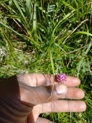 Trifolium burchellianum
