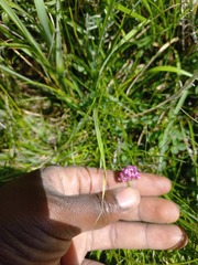 Trifolium burchellianum