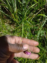 Trifolium burchellianum