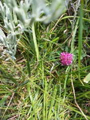 Trifolium burchellianum