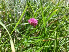 Trifolium burchellianum