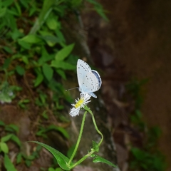 Celastrina argiolus
