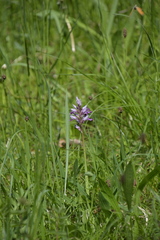 Orchis militaris