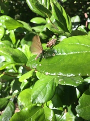 Phryganidia californica